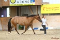 24-ApHC HIH_083